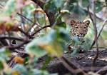 Leopard Female